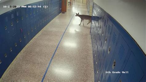 Deer crashes through window at Pennsylvania middle school