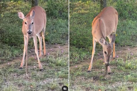 Deer eating snakes. The recent viral video showcasing a white-tailed deer casually consuming a dead snake like spaghetti is just one example that has sparked alarm and discussion on … 