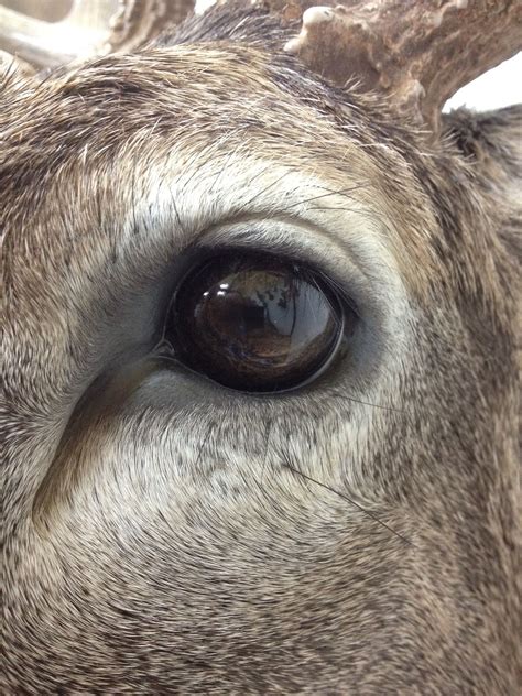 Deer eyes. Things To Know About Deer eyes. 