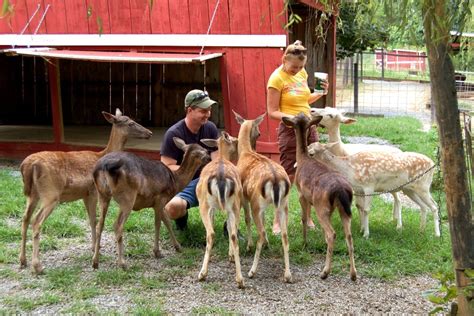 Deer farm near me. Green Tree Red Deer Farm, LLC. 411 Jepson Road. Clintonville, WI 54929. (715) 701-0711. Green Tree Red Deer Farm. LLC is located 3 miles north of Clintonville in the Village of Embarrass. Take highway 22 north to Embarrass, turn right on Jepson Road, we are the first farm. We are a state licensed European red deer farm and hunting preserve. 