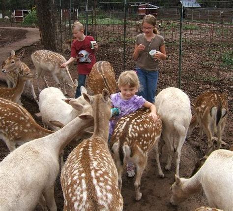 Grand Canyon Deer Farm: Hand feed deer - See 371 traveler reviews, 343 candid photos, and great deals for Williams, AZ, at Tripadvisor.. 
