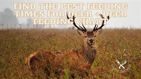 Deer feed times near me. Things To Know About Deer feed times near me. 