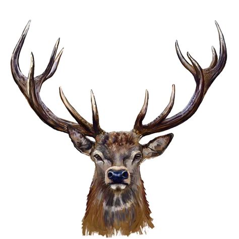 Deer head Stock Photos, Royalty Free Deer head Images