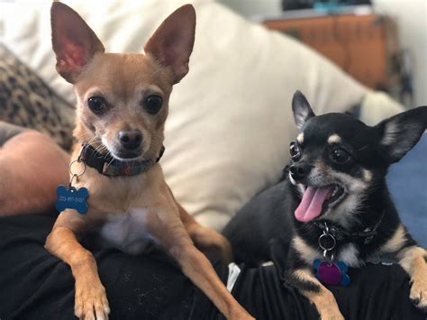 Adopting a free puppy is a great way to bring a new furry friend into your home. Chihuahuas are particularly popular due to their small size and loyal nature. If you’ve recently ad...