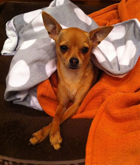1345 Adoptable Chihuahuas nationwide | Save My Search. Sort By Lexie - The Most Special Girl. Young: 1-5 years, female, chihuahua . 111 Miles Away Video Available. Auggie. Senior: 8 Years+, male, chihuahua and dachshund . …. Deer head chihuahuas for sale