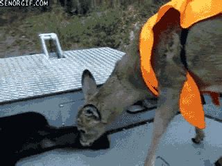 Deer hunting gif funny. The Mayans used bows and arrows to hunt animals for food. They hunted many different types of wildlife like deer, dogs, agouti, turkeys and peccaries. Hunting was a small part of the food Mayans consumed. 