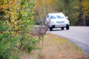 Deer in search of romance costing DC-area drivers more than ever