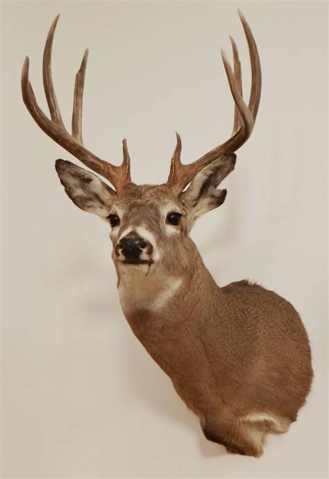 Here are my 20 favorite deer mounts that were entered in the NWTF taxidermy contests this year. Enjoy. Image Title: Velvet Open-Mouth Buck. Image: Velvet Open-Mouth Buck. Image Story: This is a beautiful full-velvet mount. The deer has tons of character with points going in every direction. . 