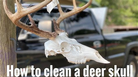 Beetle Pro Superior Skull Cleaning, New Castle, Pennsylvania. 1,074 likes · 47 were here. Whitening: $90 Camo-dip: $130 Please call the shop to make an... Whitening: $90 Camo-dip: $130 Please call the shop to make an appointment; messages are not checked. 