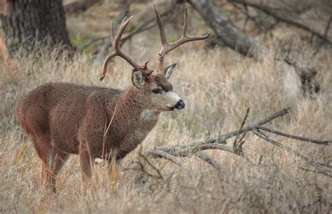 Deer tests positive for COVID in El Dorado County