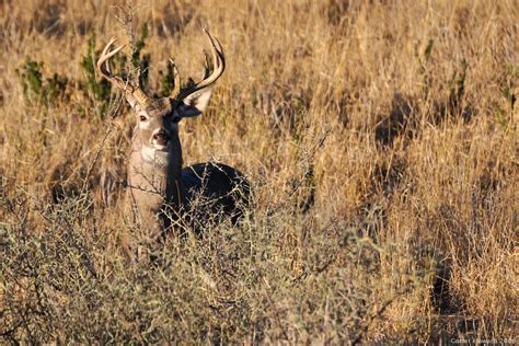Find or post hunting leases, outfitters, and guides today at Hunting Locator, the nation's most reputable source for finding deer and other game hunting opportunities throughout the U.S.