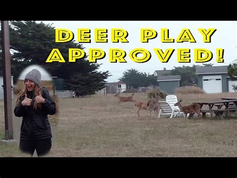 Deers ft bragg. Things To Know About Deers ft bragg. 
