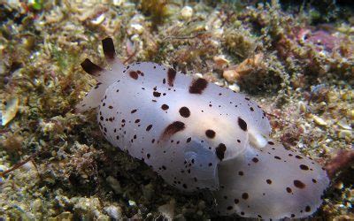 Defences, Warnings, Camouflage & Mimicry Nudibranch Domain