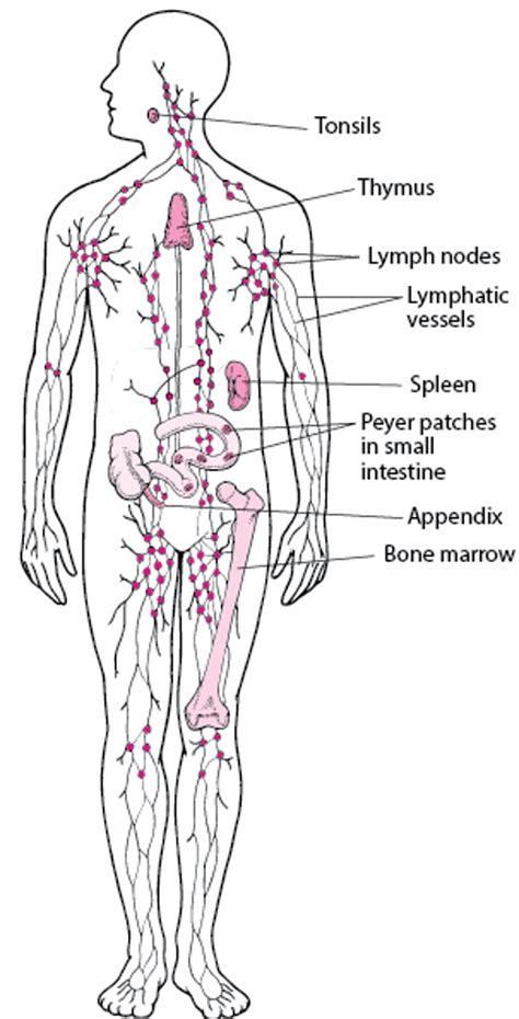 Defenses Against Infection - Merck Manuals Consumer Version