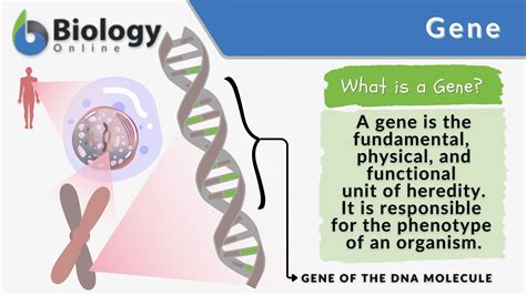 Define a gene? Biology Questions - Toppr