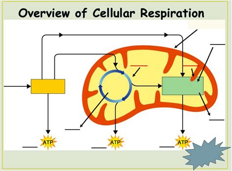 Define cellular respiration quizlet.  Then, for every activity that requ...
