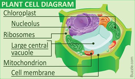 Define structure and function of a cell. - Toppr