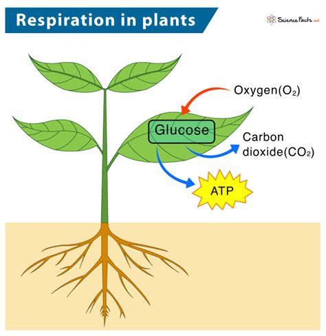 Definition of Plant Respiration Sciencing