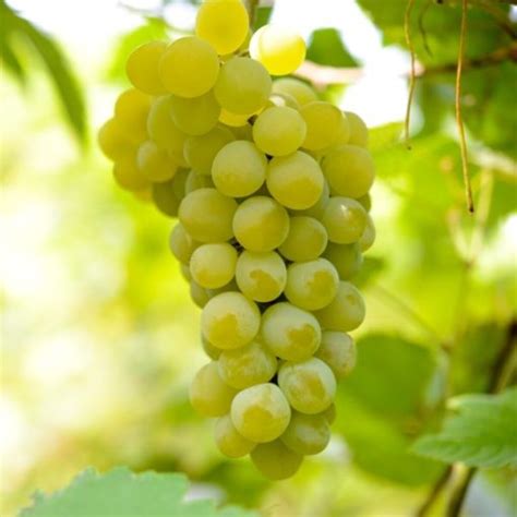 Definition of Sultana: A Comprehensive Compendium of the Exquisite Seedless Grape