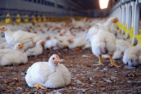 Definition poultry farming.  It encompasses various production systems, including broiler prod...