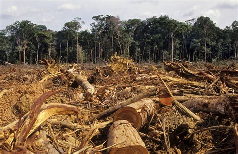 Here is a breakdown of global deforestation in 2019 alone: S
