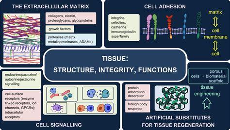 Degradation Products of Extracellular Matrix Affect Cell Migration …