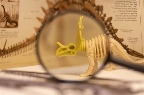 21 Universities offering Paleontology degrees and courses. Plan your studies abroad now.. 