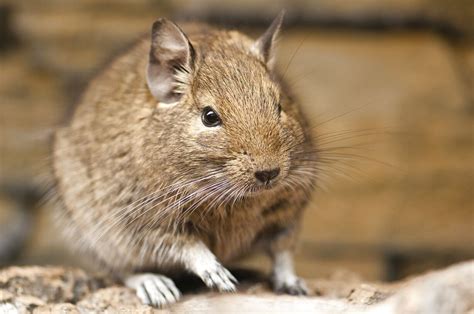 Degu for sale. Degu's with complete set up rhode island, woonsocket. 5 female degus, one is 1 year old, one is 9 months old, 3 female degus are 5 months old, 1 ma.. #387678 