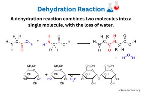 Dehydration Reaction Example