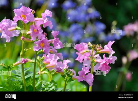 Delava Halı ve Koltuk Yıkama