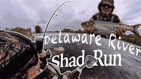 Delaware River Shad Fishing Reports - 2024 - Government of New …