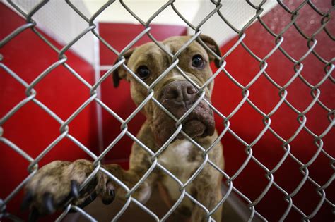 Delaware humane shelter. Pennsylvania's first no kill, open admission shelter,the BVSPCA puts the "human" back in humane animal treatment. 