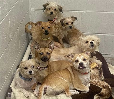 4920 OH-37, Delaware, OH 43015 (740) 369-7387 How Can I Help? Your donations support our programs and services. The Humane Society of Delaware County (HSDC) is a non-profit organization dedicated to serving and protecting the animals of Delaware County.. 