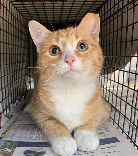 Delaware ohio humane society. Call Marion Area Humane Society at 740-389-6548 or email at manager@mahspets.org Considering Ariel for adoption? Start Your Inquiry Start Your Inquiry 