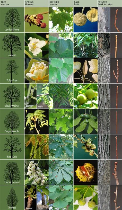 Delaware trees a guide to the identification of the native tree species. - Memories of emanon by shinji kajio.