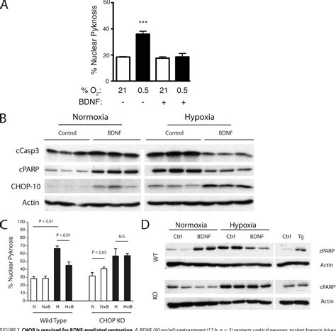 Deletion of Endoplasmic Reticulum Stress-Induced CHOP Protects …