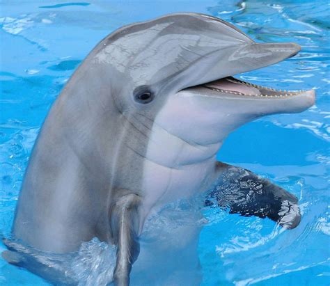Delfin. Hace unos 16 millones de años, un delfín gigante nadó por las profundidades de su dominio acuático. Pero, a diferencia de la mayoría de los delfines modernos, su … 