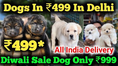 Delhi dog market address. .  ...