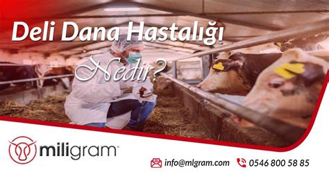 Deli dana hastalığının kısa yazılışı bulmaca .