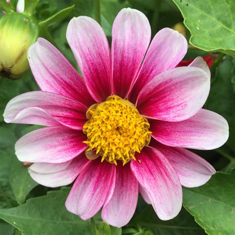 DeliFlower