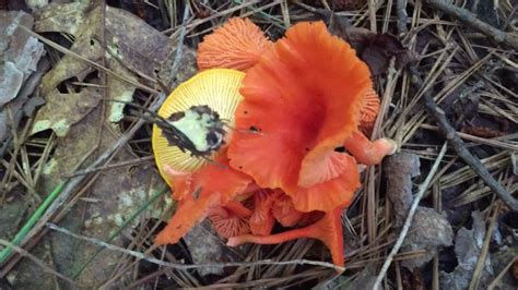 Delicious Cinnabar Chanterelle Mushrooms. They