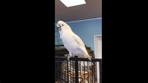 Delighted Cockatoo Singing And Dancing - YouTube