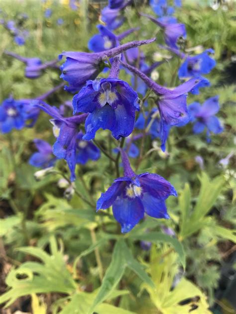 Delphinium (Belladonna group)