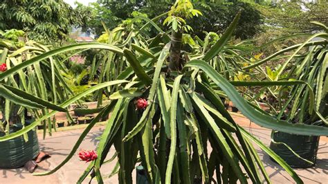 Delve Into the Vibrant World of Dragon Fruit: Your Guide to Buying the Extraordinary