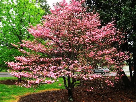 Delve into the Enchanting World of Dogwood Trees