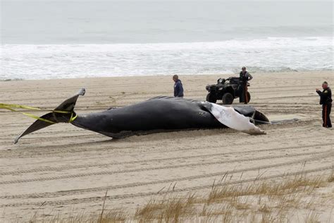 Dem senators from 4 states ask NOAA to address whale deaths