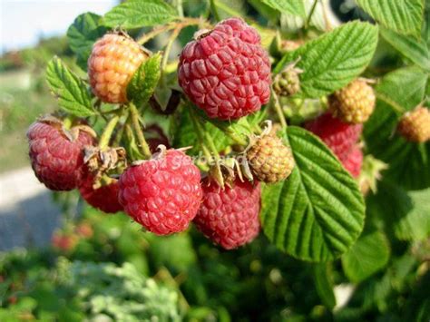 🍑 +18 Demetre_Vivian Onlyfans Leaked