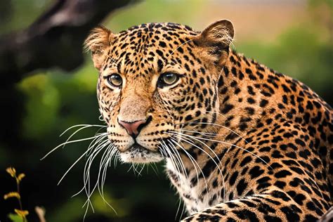 Democratic republic of congo animals