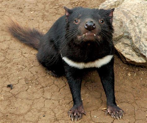Demonio de tasmania. Los demonios de Tasmania son los últimos tilacinos, un marsupial carnívoro en peligro de desaparecer. Descubre cómo un … 