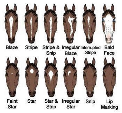 Demystifying Horse Facial Markings – HorseBreed